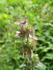 Stachys balansae