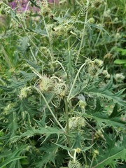 Cirsium chlorocomos
