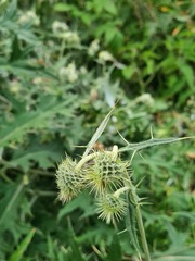 Cirsium chlorocomos