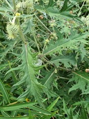 Cirsium chlorocomos