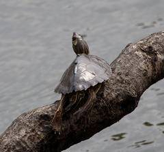 Graptemys pearlensis