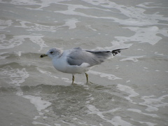 Larus delawarensis