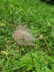 Pulsatilla aurea