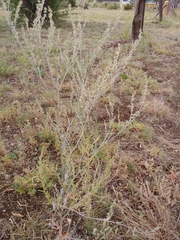 Eriogonum polycladon