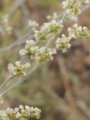 Eriogonum polycladon