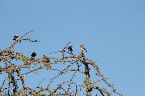 Lamprotornis fischeri