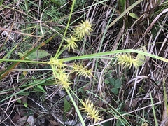 Cyperus hystricinus