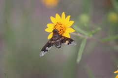 Exoprosopa pueblensis