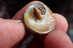 Coelotrochus viridis