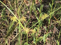 Cyperus hystricinus