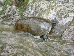 Kinosternon hirtipes