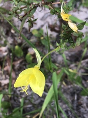 Oenothera heterophylla