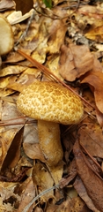 Gyroporus phaeocyanescens