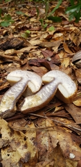 Gyroporus phaeocyanescens