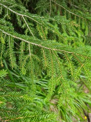 Picea orientalis