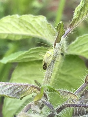 Closterotomus