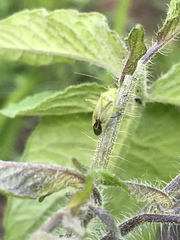 Closterotomus
