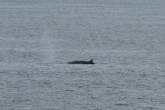 Balaenoptera borealis