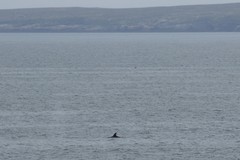 Balaenoptera borealis