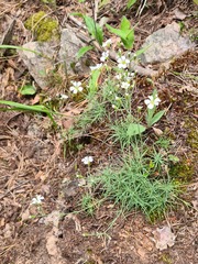 Cherleria circassica