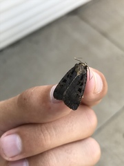 Pseudohermonassa tenuicula