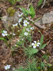 Cherleria circassica