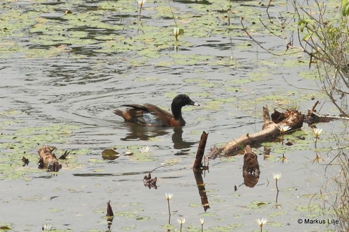 Hartlaub's Duck