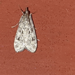 Eudonia truncicolella