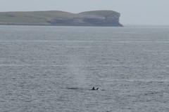 Balaenoptera borealis