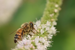 Apis mellifera