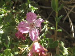 Oenothera canescens