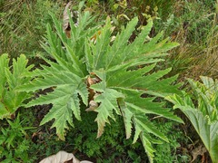 Heracleum leskovii