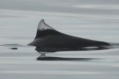 Phocoenoides dalli