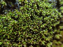 Trichostomum brachydontium