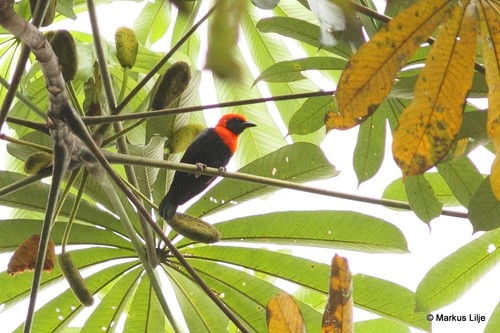Black-throated Malimbe