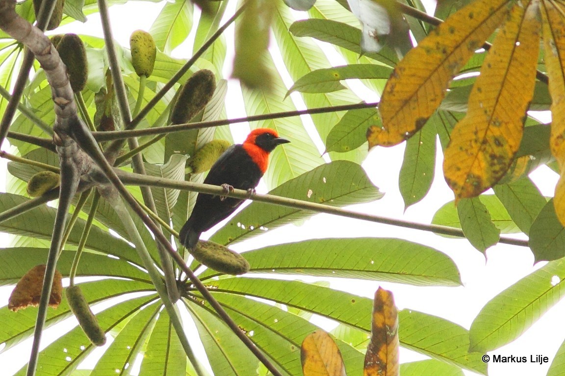 Black-throated Malimbe illustration