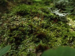 Syntrichia laevipila