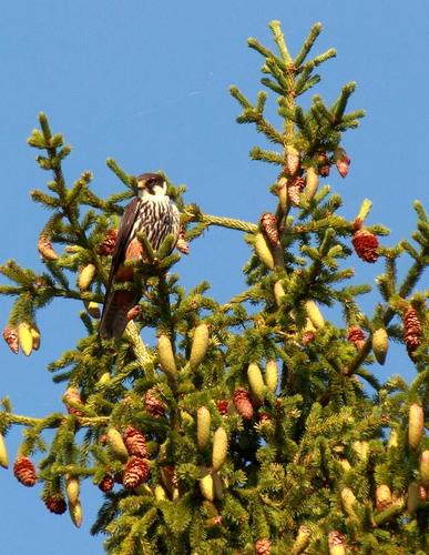 Eurasian Hobby (Falco subbuteo), photo 8