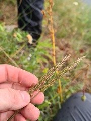 Koeleria eriostachya