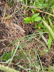 Koeleria eriostachya