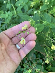 Impatiens parviflora