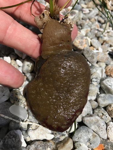 Polyclinum planum