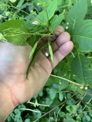 Impatiens parviflora