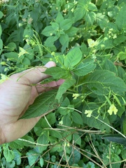 Impatiens parviflora