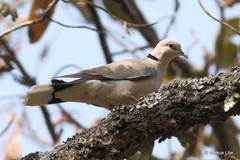 Streptopelia vinacea