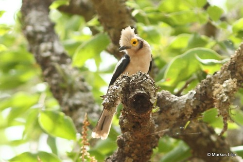 White-crested Helmetshrike