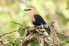 Coracias cyanogaster