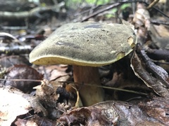 Xerocomellus truncatus