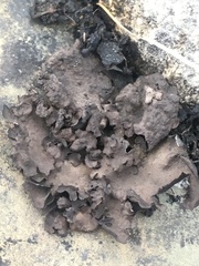 Dermatocarpon dolomiticum