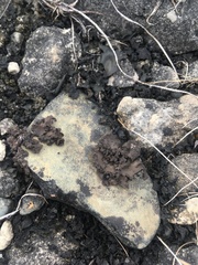 Dermatocarpon dolomiticum